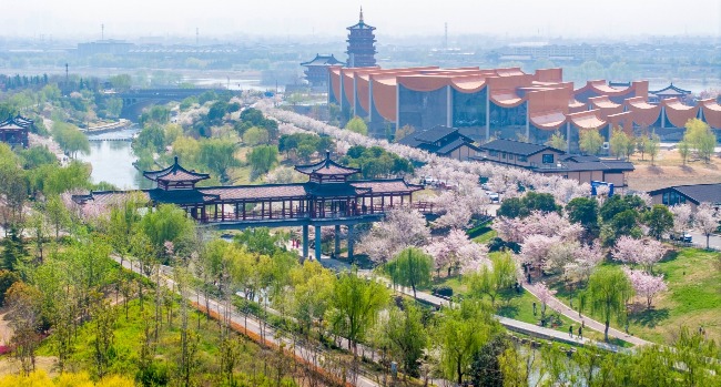 河南洛陽是「十三朝古都」,但現在的重要性已不如古代。圖為洛陽隋唐大運河文化公園和洛浦公園內櫻花綻放。 河南洛陽是「十三朝古都」,但現在的重要性已不如古代。圖為洛陽隋唐大運河文化公園和洛浦公園內櫻花綻放。