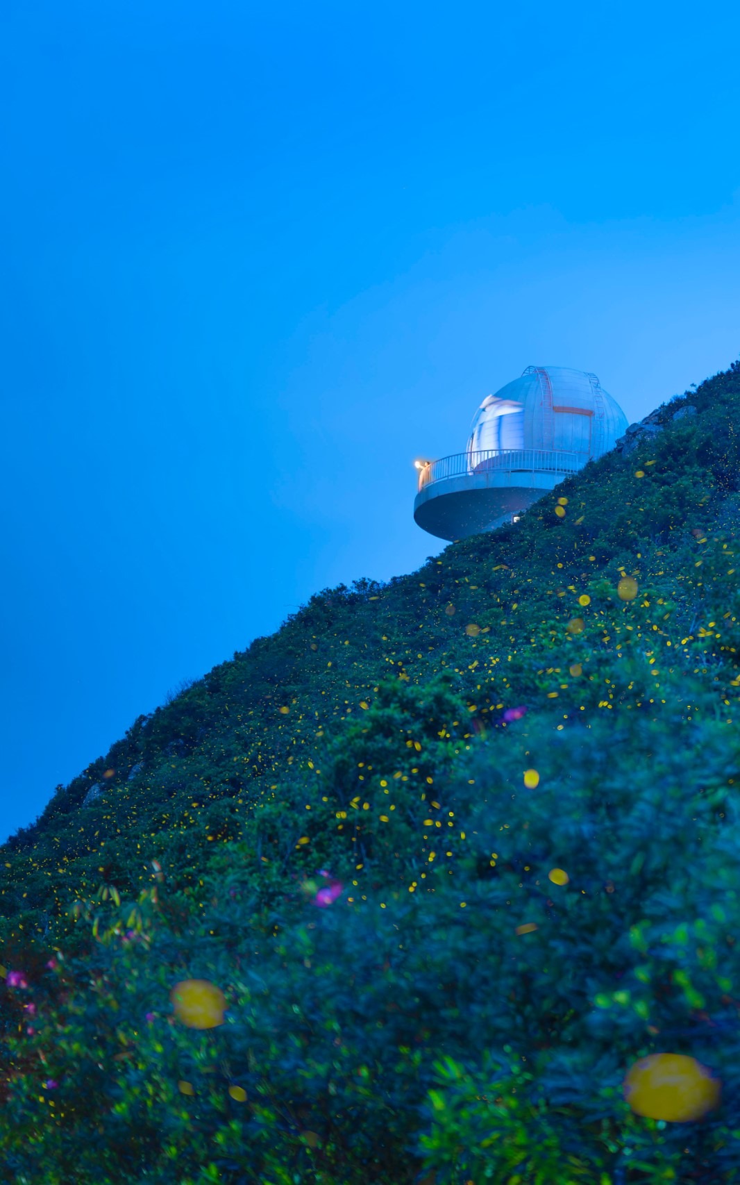 Fireflies in Xichong, Shenzhen